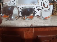 Aquarium en Bocal avec Poissons 