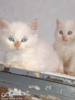 chat-couple-chats-persan-2-mois-et-10-jours-alger-centre-algerie