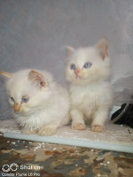 chat-couple-chats-persan-2-mois-et-10-jours-alger-centre-algerie