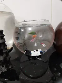 2 Poissons KOI avec Aquarium Bocal et Acc