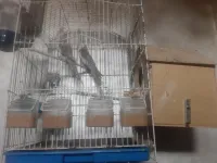 Couple Calopsit face with adulte avec cage et nid 