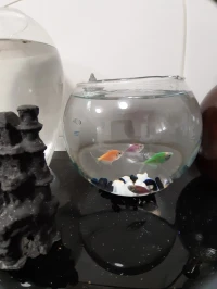 Aquarium Bocal avec 4 Poissons TÉTRA COLOR
