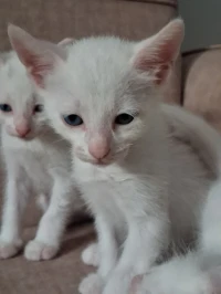 Chats Angora Femelles 2 mois 