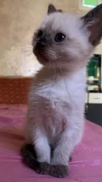   2 قطط سياموا للبيع 