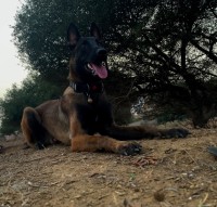 كلب-malinois-charbonnie-pedigree-وادي-السمار-الجزائر