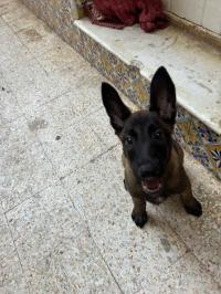 حيوانات-الأليفة-chien-برج-الكيفان-الجزائر