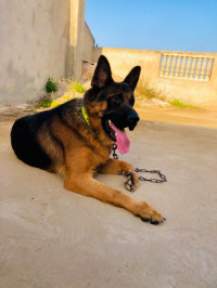 chien-berger-allemand-bon-caractere-baraki-alger-algerie