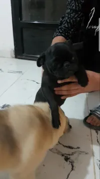 Couple Carla male 1ans female 6mois