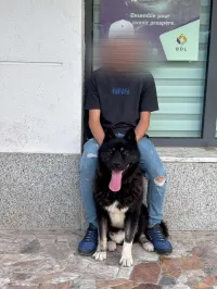 Akita américain 