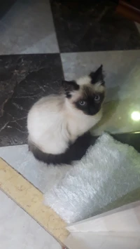 Vente siamois 