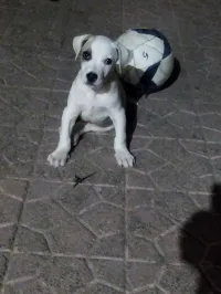 Chiot dogue argentin 