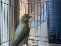 عصفور-canari-panachi-السحاولة-الجزائر