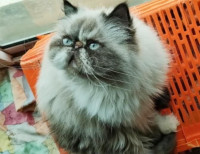 chat-persan-himalayenne-adulte-2ans-en-chaleur-oran-algerie