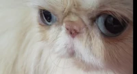 Chat persan femelle adulte raha enchaleur 
