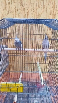 Couple calopsitte 