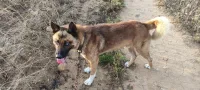 Akita. Hucky 