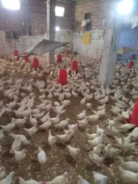 فلوس ليجهورن