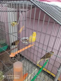 Canari ordinaire