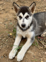 chien-chiot-husky-douera-alger-algerie