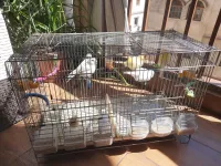 couple canrai ou 5 wladhom bl caja
