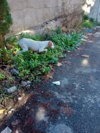 Pointer 