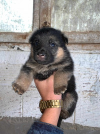 chien-chiot-berger-allemand-khraissia-alger-algerie