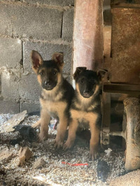 chien-chiots-berger-allemand-tres-bonne-race-meftah-blida-algerie