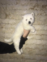 chien-chiot-husky-blanc-poil-long-cheraga-alger-algerie