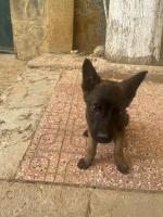 chien-malinois-charbonner-baba-hassen-alger-algerie