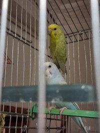 2 Couples Perruches Falo adultes en reproduction