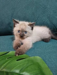 Chat siamois mâle