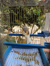 Canari mosaïque À vendre
