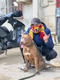 Disponible les chiots pitbull red nos pure race âge 54 jour 