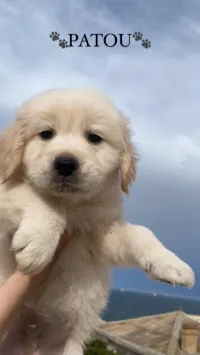 Golden retriever 