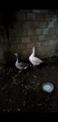كوبلة وز 