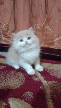 Persan