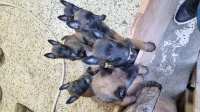 Chiots malinois