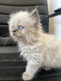 Chat persian himalayen 