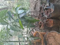 Manguiers greffés 