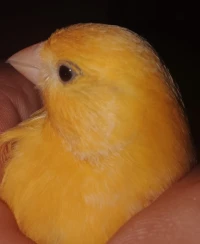 Canari