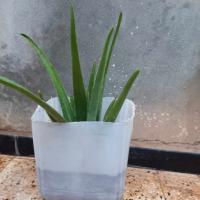 peau-aloe-vera-es-senia-oran-algerie