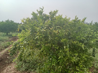 terrain-agricole-vente-relizane-ouled-el-djemaa-algerie