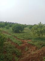 terrain-agricole-vente-relizane-ouled-el-djemaa-algerie