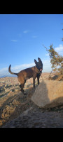 chien-مالينوا-شاربوني-maghnia-tlemcen-algerie