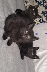 Chaton croisé persan siamois 
