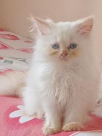 قطط-vente-chat-persan-الجزائر-وسط
