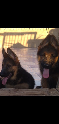 chien-chienne-berger-allemand-pedigree-bir-el-djir-oran-algerie