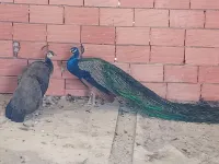 كوبلة طاوس شابة وبصحة جيدة