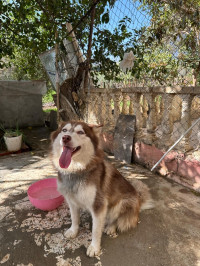 chien-husky-birtouta-alger-algerie