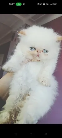 Persan piki face mâle